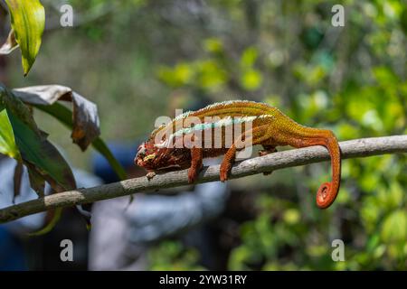 Un vivace camaleonte pantera con pelle rossa scura e strisce bianche strisciano su un ramo d'albero. La sua coda è arricciata e gli occhi sono concentrati su qualcosa che non va Foto Stock