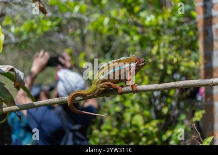 Un vivace camaleonte pantera con pelle rossa scura e strisce bianche strisciano su un ramo d'albero. La sua coda è arricciata e gli occhi sono concentrati su qualcosa che non va Foto Stock
