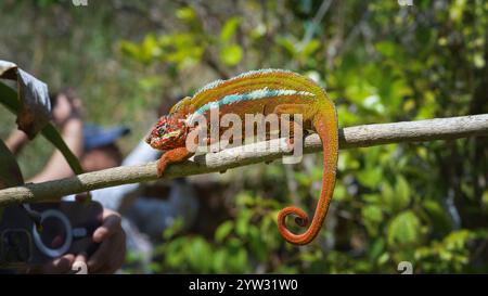 Un vivace camaleonte pantera con pelle rossa scura e strisce bianche strisciano su un ramo d'albero. La sua coda è arricciata e gli occhi sono concentrati su qualcosa che non va Foto Stock