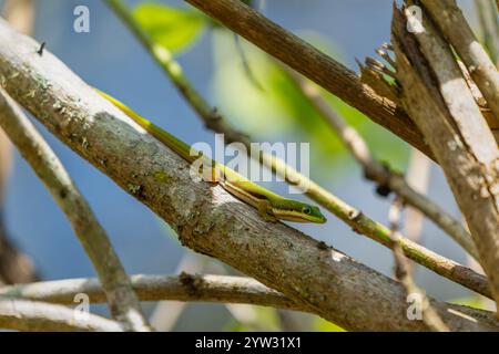 Un vivace Gecko verde Madagascar Gold Dust Day (Phelsuma lineata) su un ramo d'albero. I colori brillanti del geco e il corpo sottile sono messi in risalto. Andasib Foto Stock