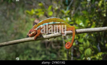 Un vivace camaleonte pantera con pelle rossa scura e strisce bianche strisciano su un ramo d'albero. La sua coda è arricciata e gli occhi sono concentrati su qualcosa che non va Foto Stock