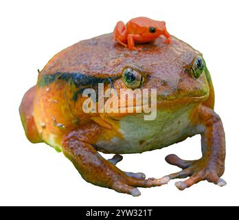 Una grande rana di pomodoro porta una minuscola rana di mantella dorata, una rana veleno in pericolo, sulla schiena. Entrambe le specie sono endemiche del Madagascar. isolato Foto Stock