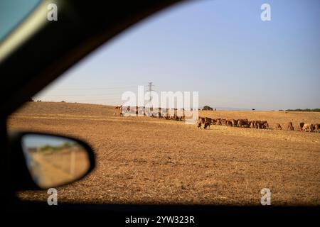 Vista laterale di una mandria di mucche pascolano su un campo asciutto visto dal finestrino di un'auto con uno sguardo sullo specchio laterale dell'auto, il Portogallo Foto Stock