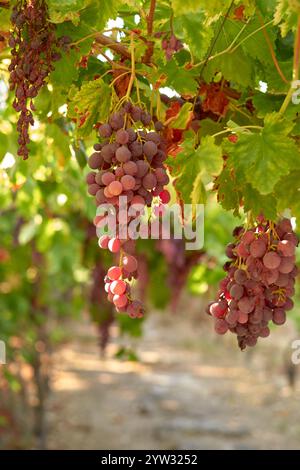 L'uva rossa matura è appesa a una vite in un vigneto illuminato dal sole, segnalando l'avvicinarsi della stagione della vendemmia, in Portogallo Foto Stock