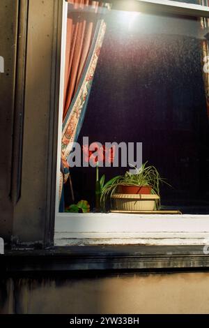 La luce del sole filtra attraverso una finestra che mostra un fiore rosso e una pianta in vaso contro tende drappeggiate, Edimburgo, Scozia Foto Stock