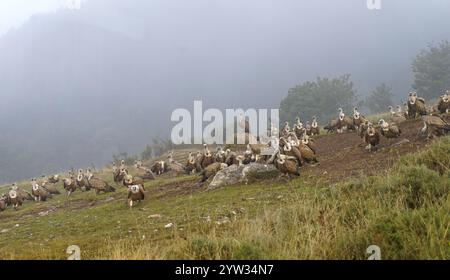 Avvoltoio grifone (Gyps fulvus), gruppo, nebbia, terreno di alimentazione nei Pirenei, Catalogna, Spagna, Europa Foto Stock