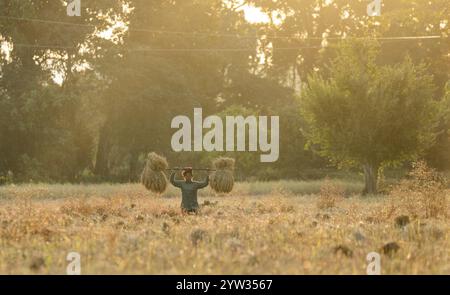 Un agricoltore donna trasporta risone raccolto, in un campo agricolo di riso, a Bokakhat, in India, il 1o dicembre 2024. Sali Rice è il ric più importante Foto Stock