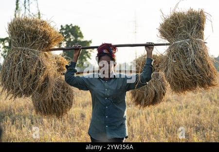 Un agricoltore donna trasporta risone raccolto, in un campo agricolo di riso, a Bokakhat, in India, il 1o dicembre 2024. Sali Rice è il ric più importante Foto Stock