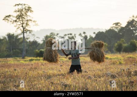 L'agricoltore trasporta risone raccolto, in un campo agricolo di riso, a Bokakhat, in India, il 1o dicembre 2024. Il riso sali è il raccolto di riso più importante che io abbia Foto Stock