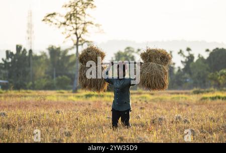 Un agricoltore donna trasporta risone raccolto, in un campo agricolo di riso, a Bokakhat, in India, il 1o dicembre 2024. Sali Rice è il ric più importante Foto Stock