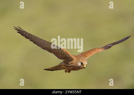 Femmina di gheppio minore (Falco naumanni) in volo, Spagna, Europa Foto Stock