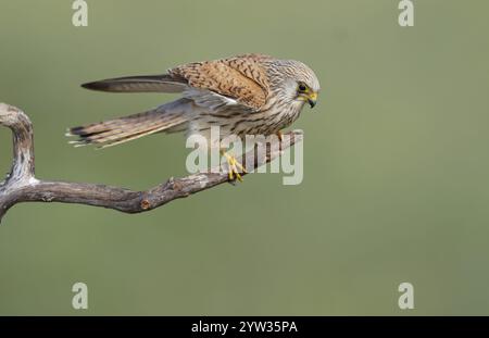 Femmina di gheppio minore (Falco naumanni) ramo secco, Estremadura, Spagna, Europa Foto Stock