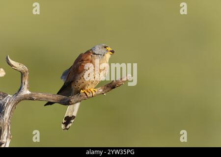 Maschio minore gheppio (Falco naumanni) con preda, montato, Estremadura, Spagna, Europa Foto Stock