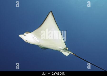 Testa appuntita con occhi sporgenti e pancia bianca inferiore di aquila maculata (Aetobatus ocellatus), Oceano Indiano, Maldive, Asia Foto Stock