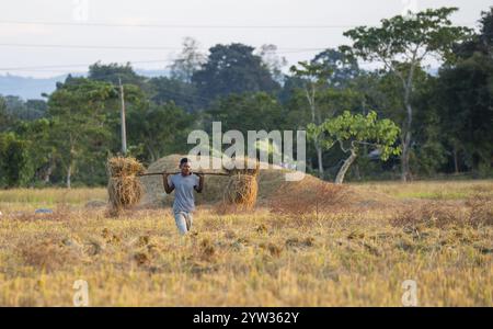 L'agricoltore trasporta risone raccolto, in un campo agricolo di riso, a Bokakhat, in India, il 1o dicembre 2024. Il riso sali è il raccolto di riso più importante che io abbia Foto Stock