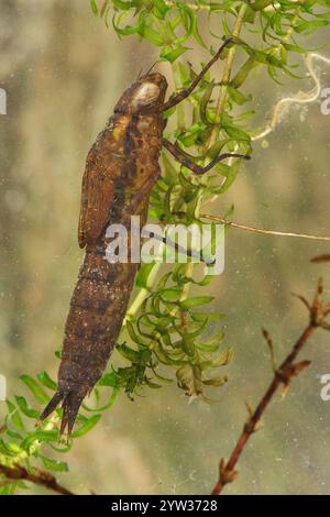 Fanciulla a mosaico verde-azzurro (Aeshna cyanea), larva, sott'acqua, Renania-Palatinato, Germania, Europa Foto Stock