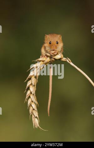 Topo nano (Micromys minutus), mangia grano, Renania-Palatinato, Germania, Europa Foto Stock