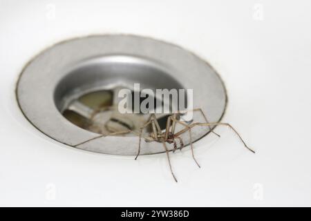 Ragno angolare (Tegenaria domestica), vasca da bagno, Renania-Palatinato, Germania, Europa Foto Stock