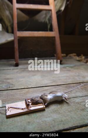 Topo, topo domestico (Mus musculus) nella trappola, morto, catturato, mousetrap, soffitta, Berlino, Germania, Europa Foto Stock