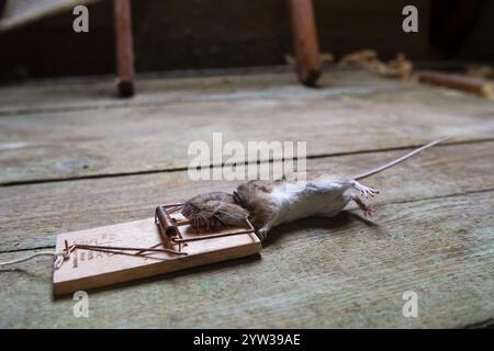 Topo, topo domestico (Mus musculus) nella trappola, morto, catturato, mousetrap, soffitta, Berlino, Germania, Europa Foto Stock