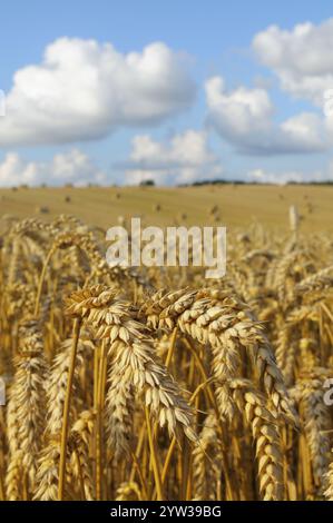 Campo di grano durante la raccolta, Meclemburgo-Pomerania occidentale, Germania, Europa Foto Stock