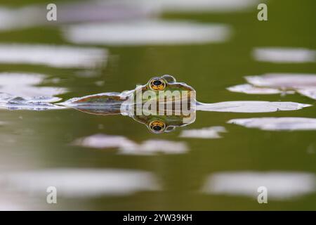 Rana da piscina (Pelophylax lessonae) Renania-Palatinato, Germania, Europa Foto Stock