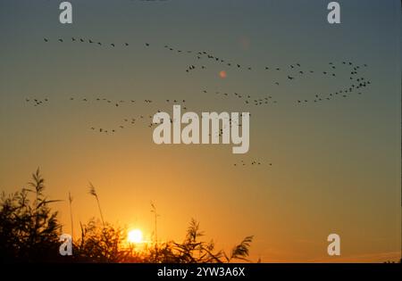 Gru comuni al tramonto, Zingst, Meclemburgo-Pommerania occidentale, Germania (grus grus), Europa Foto Stock