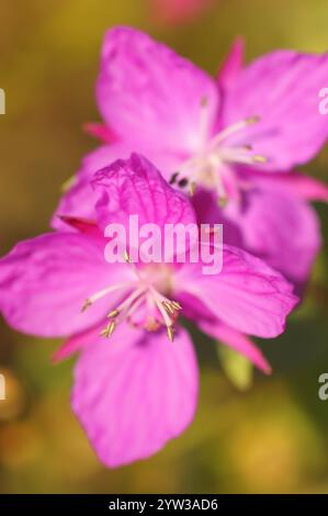 Bellezza del fiume Artico, Groenlandia, (Chamerion latifolium), bellezza del fiume Willowhile, alghe nane, nord America Foto Stock