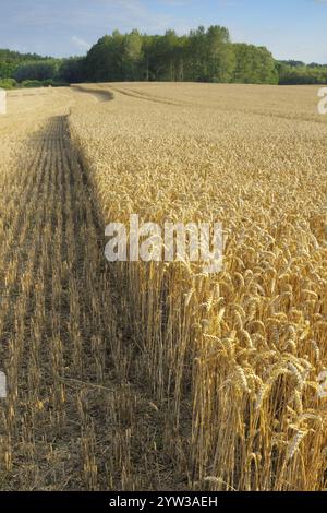 Campo di grano durante la raccolta, Meclemburgo-Pomerania occidentale, Germania, Europa Foto Stock