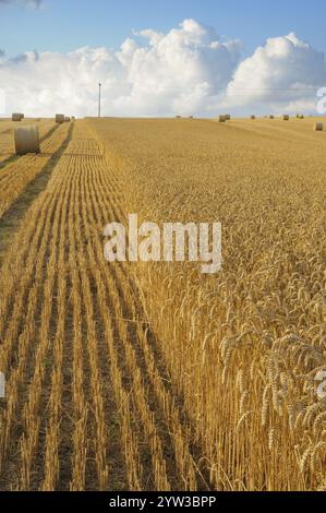 Campo di grano durante la raccolta, Meclemburgo-Pomerania occidentale, Germania, Europa Foto Stock