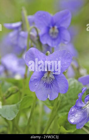 Violetta di marzo, viola profumata, viola di marzo, (viola odorata), fiore, pianta, viola, fioritura, Repubblica Federale tedesca in fiore Foto Stock