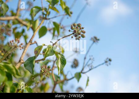 bacche di edera Foto Stock