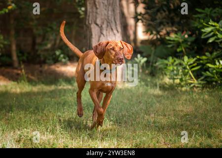 Cane Sprizsla Vizsla nella foresta di Buttersteep ad Ascot Foto Stock