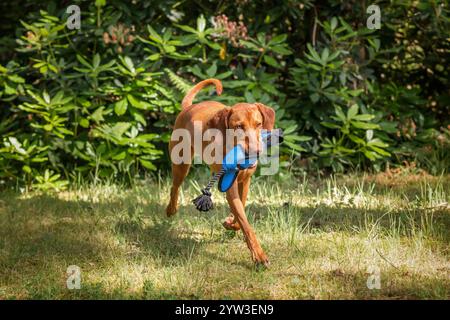 Cane Sprizsla Vizsla nella foresta di Buttersteep ad Ascot Foto Stock