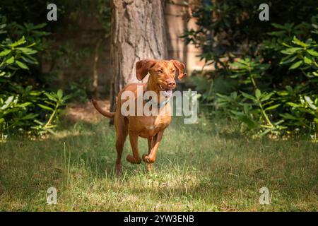 Cane Sprizsla Vizsla nella foresta di Buttersteep ad Ascot Foto Stock
