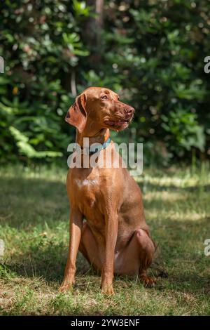 Cane Sprizsla Vizsla nella foresta di Buttersteep ad Ascot Foto Stock