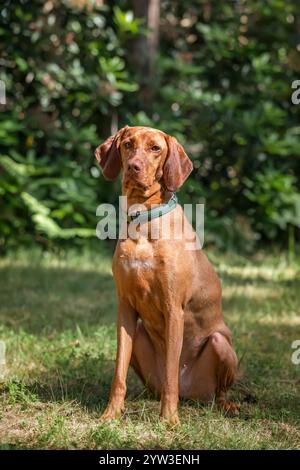 Cane Sprizsla Vizsla nella foresta di Buttersteep ad Ascot Foto Stock