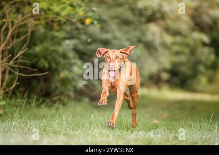 Cane Sprizsla Vizsla nella foresta di Buttersteep ad Ascot Foto Stock