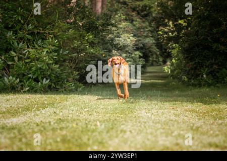 Cane Sprizsla Vizsla nella foresta di Buttersteep ad Ascot Foto Stock