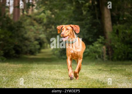 Cane Sprizsla Vizsla nella foresta di Buttersteep ad Ascot Foto Stock