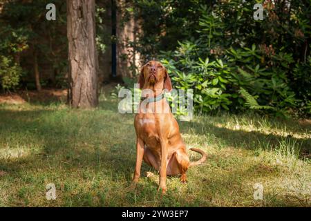 Cane Sprizsla Vizsla nella foresta di Buttersteep ad Ascot Foto Stock