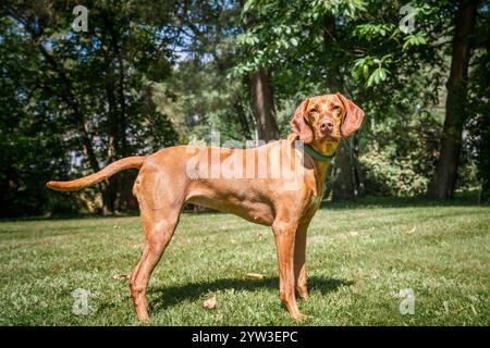 Cane Sprizsla Vizsla nella foresta di Buttersteep ad Ascot Foto Stock