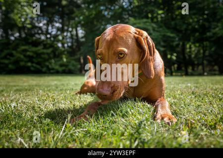 Cane Sprizsla Vizsla nella foresta di Buttersteep ad Ascot Foto Stock