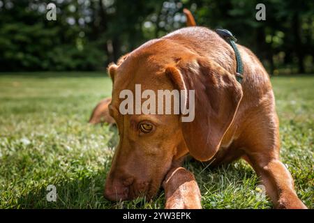 Cane Sprizsla Vizsla nella foresta di Buttersteep ad Ascot Foto Stock