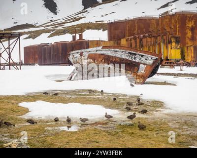 Rimorchiatore di balene in legno spiaggiato sul lato dietro un gregge di pintail della Georgia del Sud (Anas georgica Georgic), Grytviken, Georgia del Sud Foto Stock