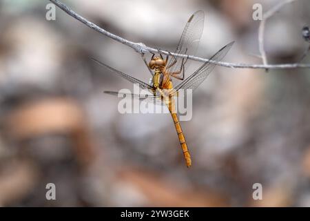 libellula, marrone dorato, insetto appeso al ramoscello, habitat naturale, giardino naturale sul retro Foto Stock