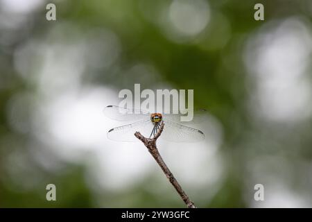 primo piano macro dragonfly con dettagli alari e occhi, singolo isolato su stick, sfondo bokeh e spazio di copia Foto Stock
