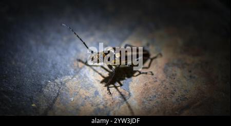 Beetle seduto su una pietra, di notte, provincia di Puntarenas, Costa Rica, America centrale Foto Stock