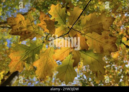 Quercia rossa (Quercus rubra), rami con foglie autunnali contrapposte alla luce, Renania settentrionale-Vestfalia, Germania, Europa Foto Stock