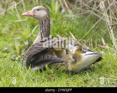 Oche grigliate (Anser anser), tre imbracature o pulcini, riparati sotto l'ala dell'oca femmina o madre, per riposare e tenere al caldo, isola di Texel Foto Stock